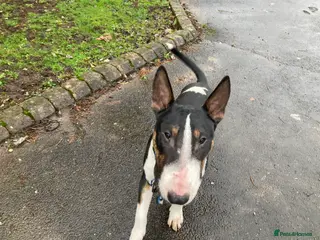 English Bull Terrier dogs English Bull Terrier Brindle - Advert 3