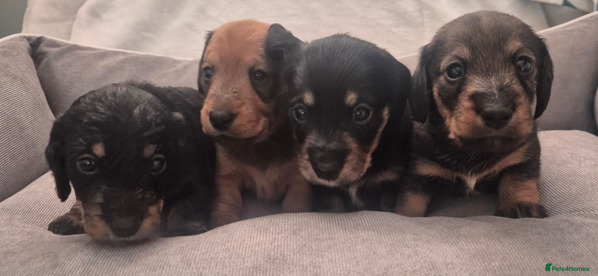 Miniature Dachshund dogs Silky Wire Haired Miniature Dachshunds  - Advert 1
