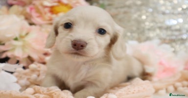 Miniature Dachshund dogs - Advert 3