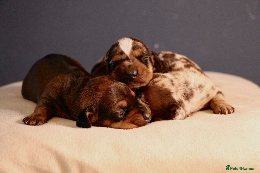 Miniature Dachshund dogs for sale: Pedigree KC show line miniature dachshund puppies  - Image 7