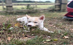 Siberian Husky dogs for sale: River for sale  - Image 3