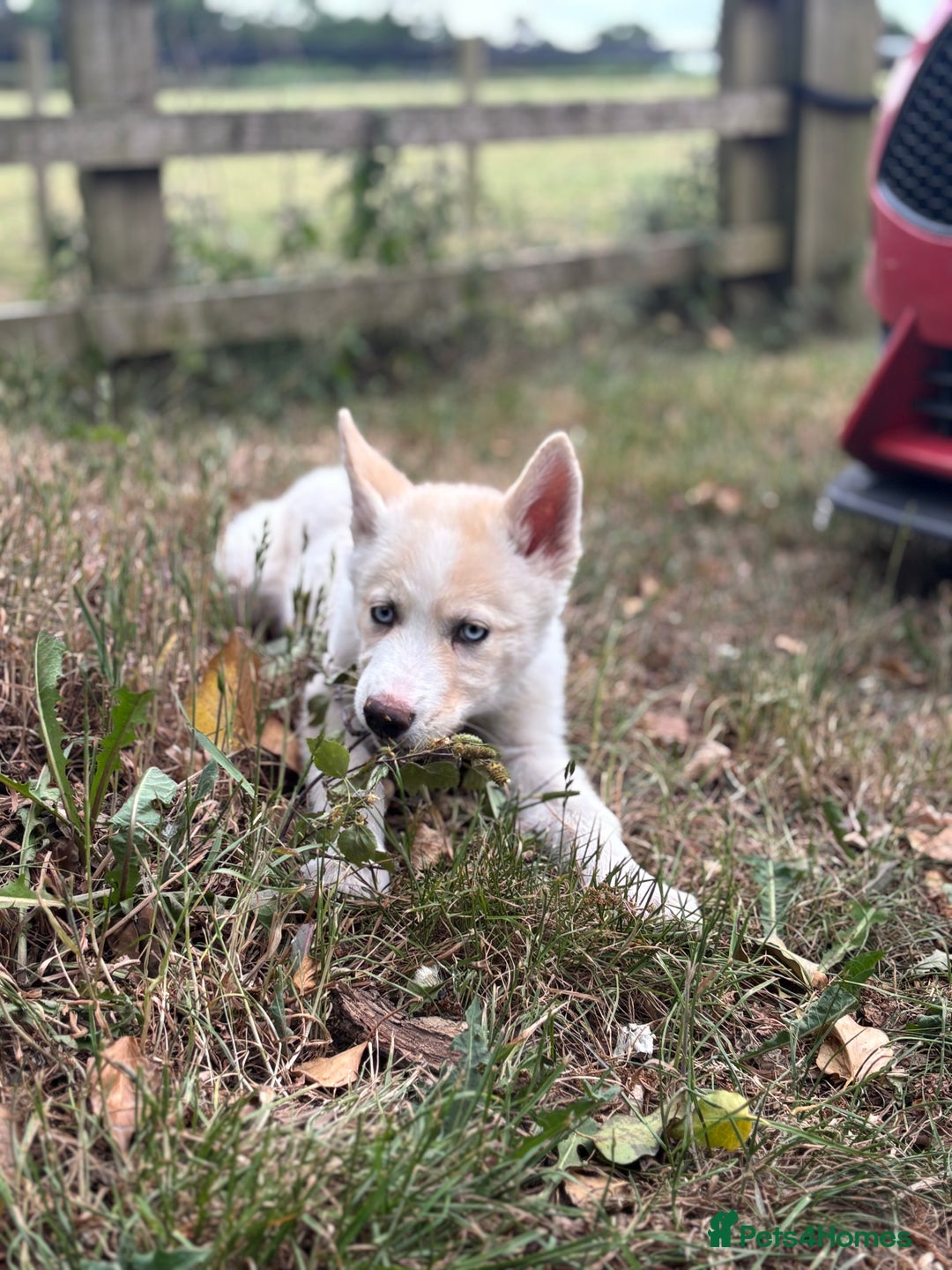 Siberian Husky dogs for sale: River for sale  - Image 3