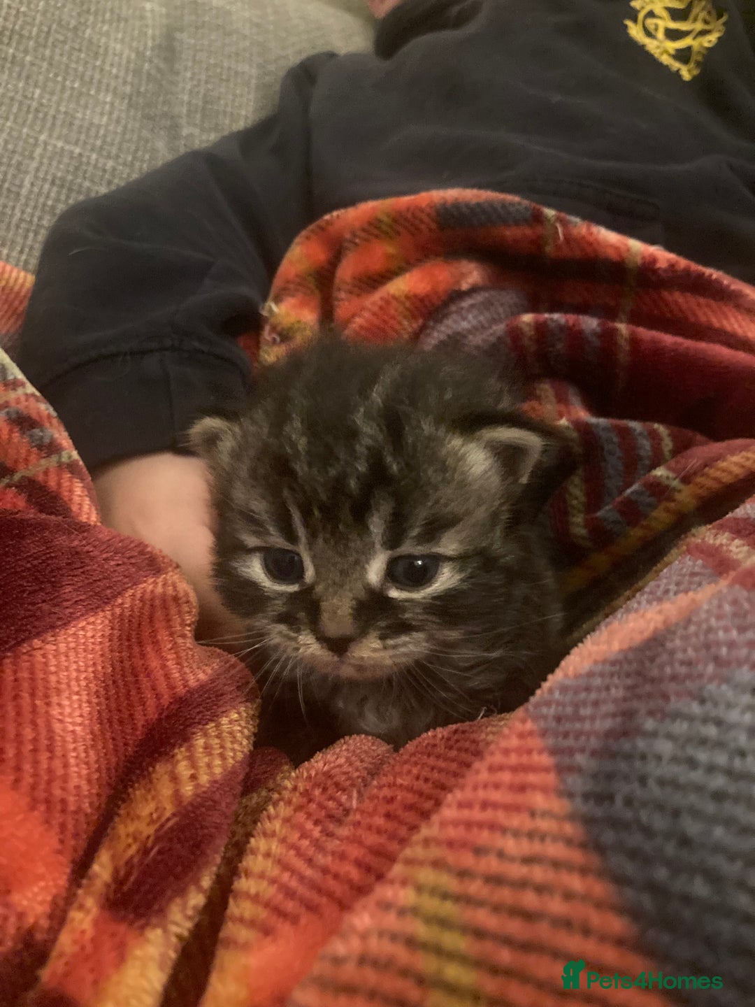 Mixed Breed cats for sale: Beautiful friendly kittens - Image 1