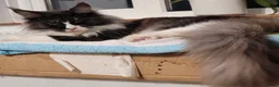 Maine Coon cats for sale:  Maine Coon Kittens  - Advert 7