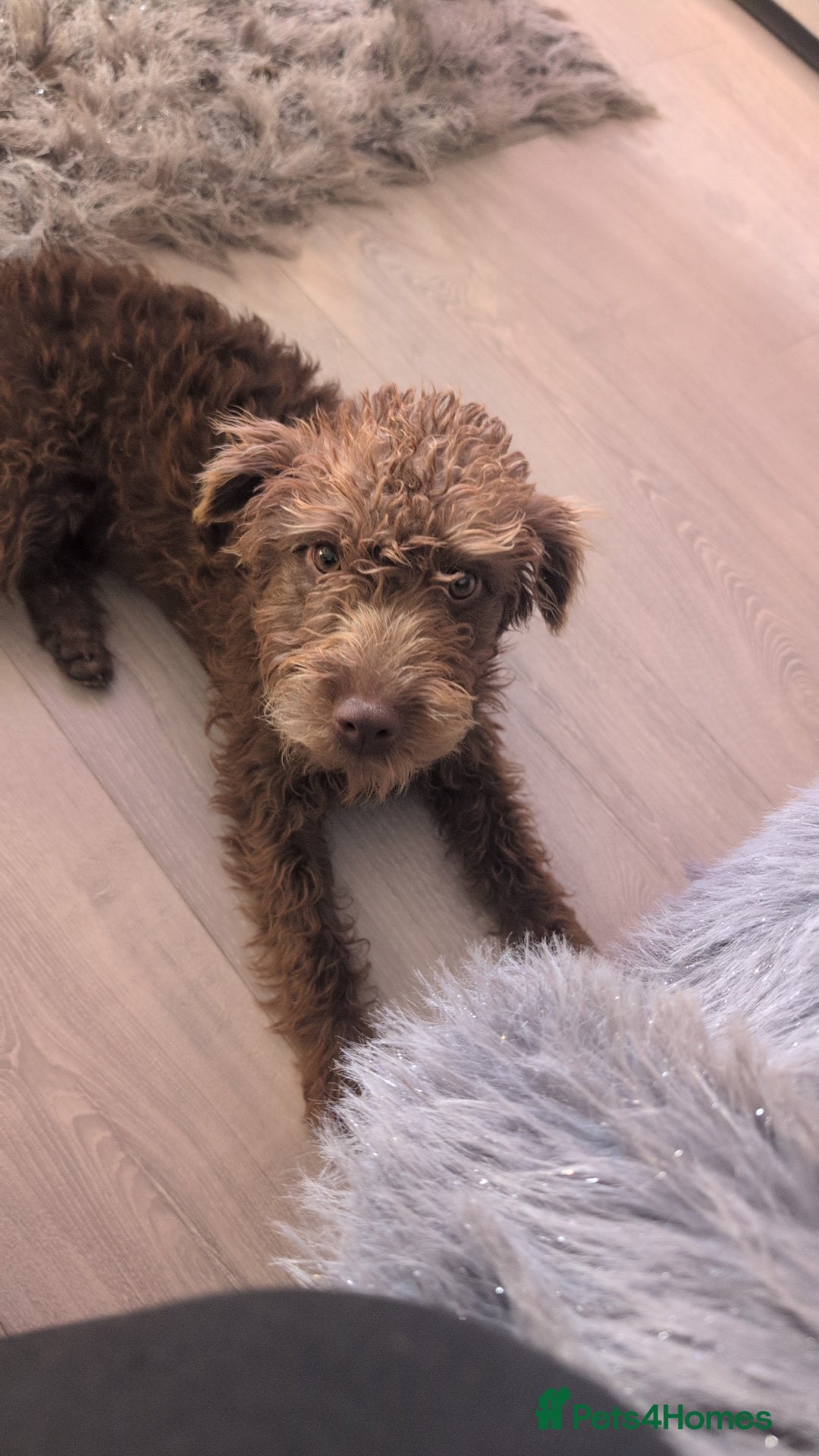 Patterdale Terrier dogs for sale: Fell Terrier bitch..  - Image 2