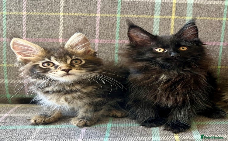 Maine Coon cats - Advert 13