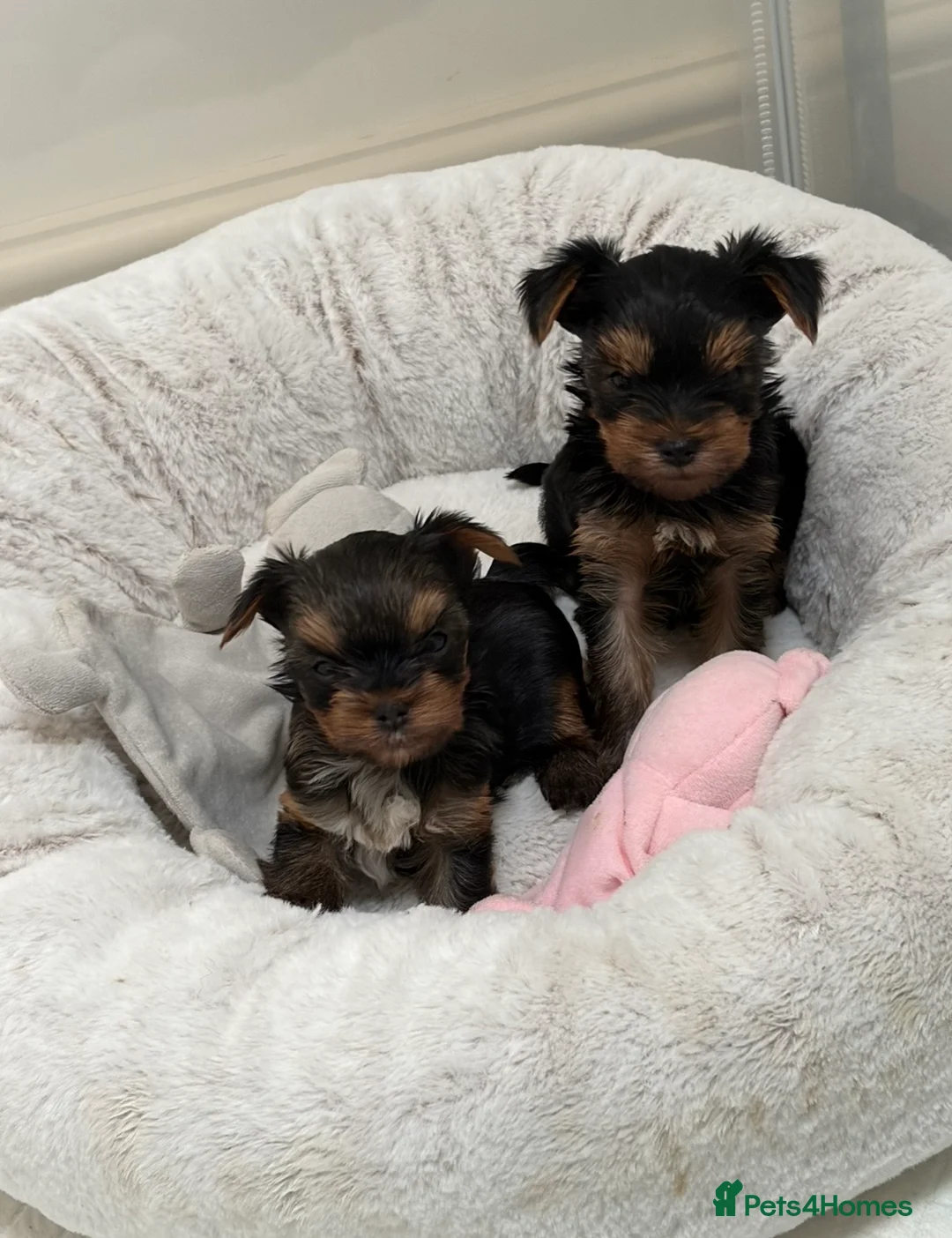 Yorkshire Terrier dogs for sale: KC registered Yorkshire Terriers   - Advert 2
