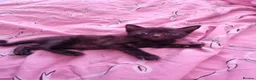 Mixed Breed cats for sale: 5beautiful kittens ready for their new loving home - Advert 10