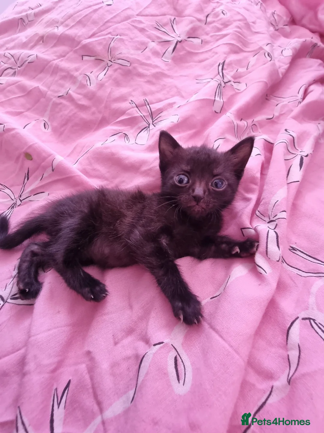 Mixed Breed cats for sale: 5beautiful kittens ready for their new loving home - Advert 10
