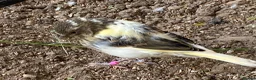 Canaries birds for sale: Beautiful Canaries Looking For A New Home in Ipswich - Advert 6