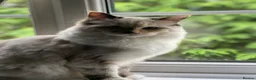 Ragdoll cats for sale: Ragdoll cat in need of loving new home  in Hemel Hempstead - Advert 6