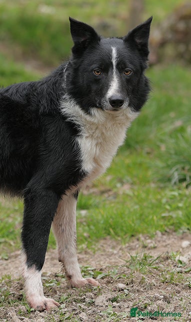 Border Collie dogs Fabulous male border collie - Advert 1