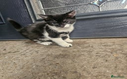 Mixed Breed cats for sale: Kittens for sale - Image 2