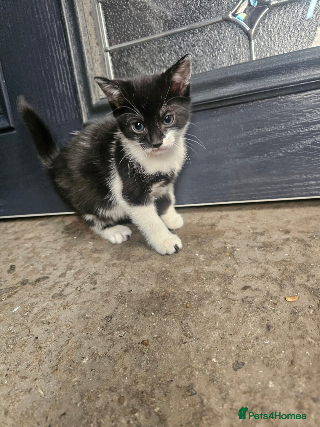Mixed Breed cats for sale: Kittens for sale - Image 2