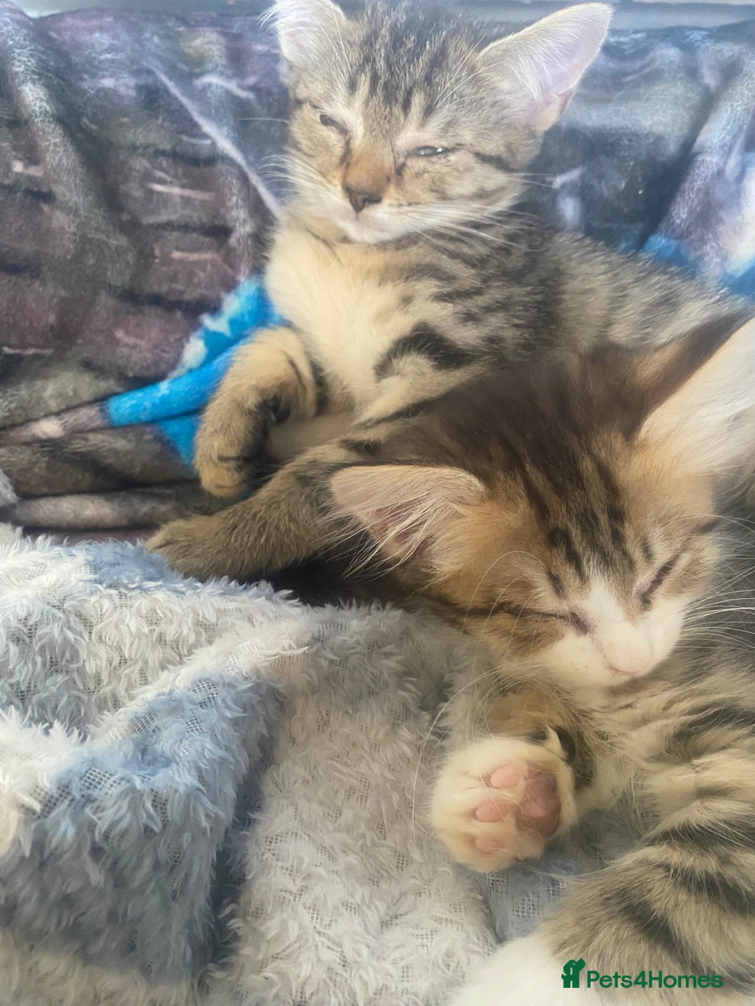 Mixed Breed cats for sale: 4 beautiful male kitten  - Image 13
