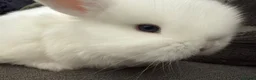 Mini Lop rabbits for sale: Beautiful Mini Lops to reserve  - Advert 9
