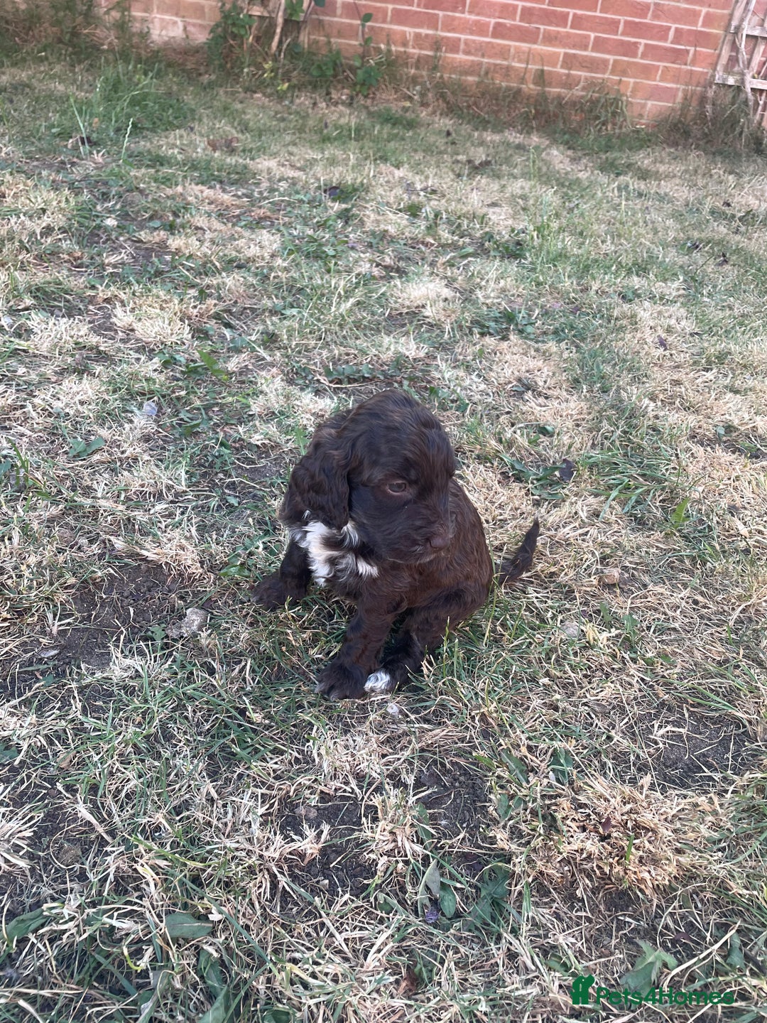 Cockapoo dogs for sale: Ready now! Cockapoo puppies F1 3 girls 2 boys - Image 17