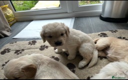 Golden Retriever dogs for sale: Golden retriever pups  - Image 8
