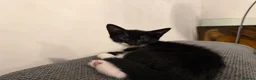 Mixed Breed cats for sale: 4 Adorable Playful Kittens Ready to Go 🐱❤️ in Thornton Heath - Advert 9