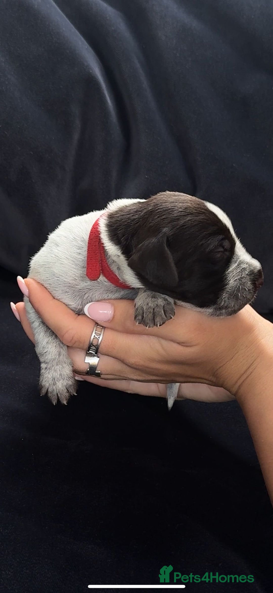 German Wirehaired Pointer dogs for sale: Beautiful GWP's for sale KC Registered - Image 19