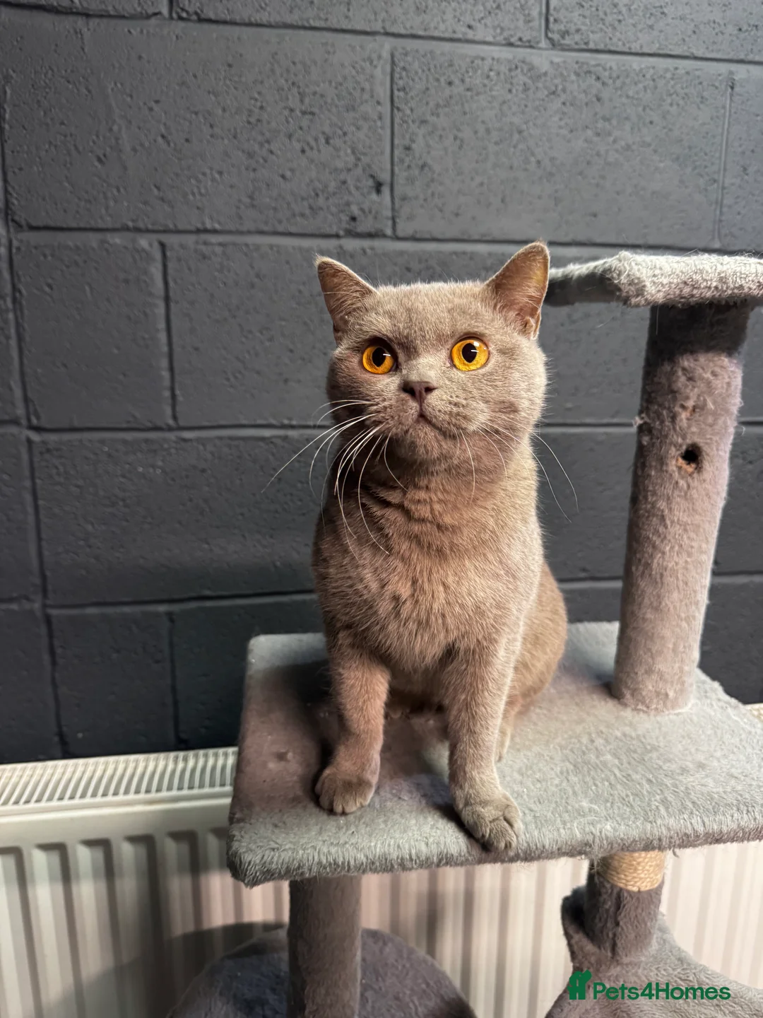 British Longhair cats for sale: Nardo - Advert 6