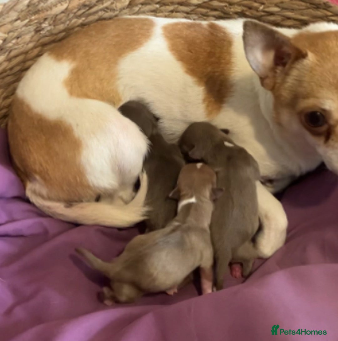 Chihuahua dogs for sale: Chihuahua puppies  - Image 9