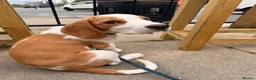Beagle dogs for sale: Boy Lemon Pedegree Beagle - 5 months - Advert 9