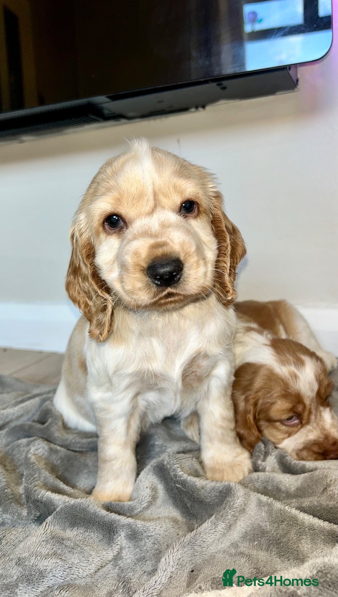 Cocker Spaniel dogs Cocker Spaniel Pups  - Advert 6