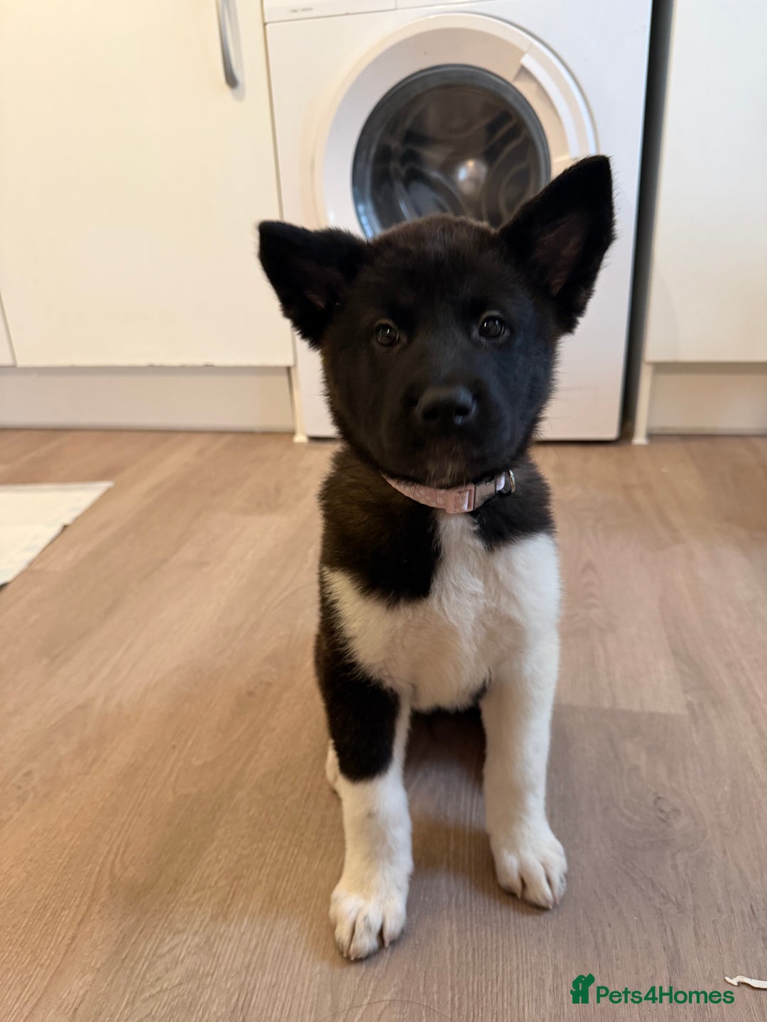 Akita dogs for sale: Japanese Akita  - Advert 3