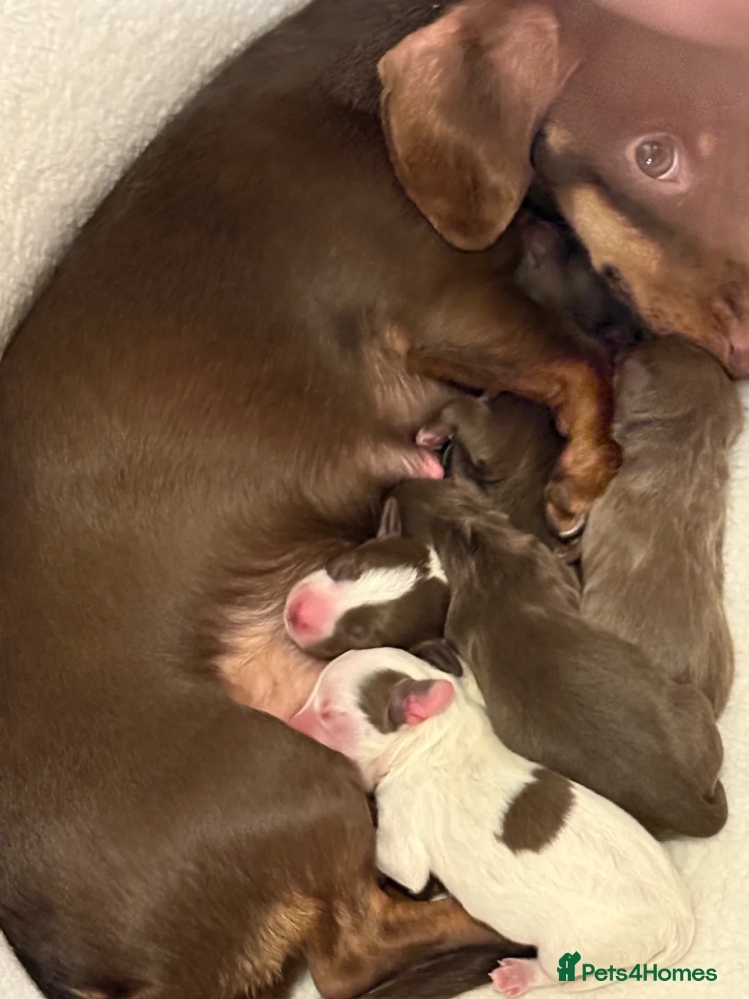 Doxiepoo dogs for sale: Beautiful Doxiepoo Puppies For Sale - Advert 8