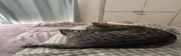 Bengal cats for sale: Bengal cat looking for a loving forever home in London - Advert 6