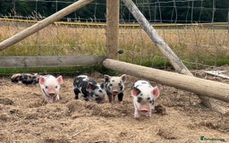 Pig livestock for sale: Beautiful Micropigs! Small but chunky!  - Image 4