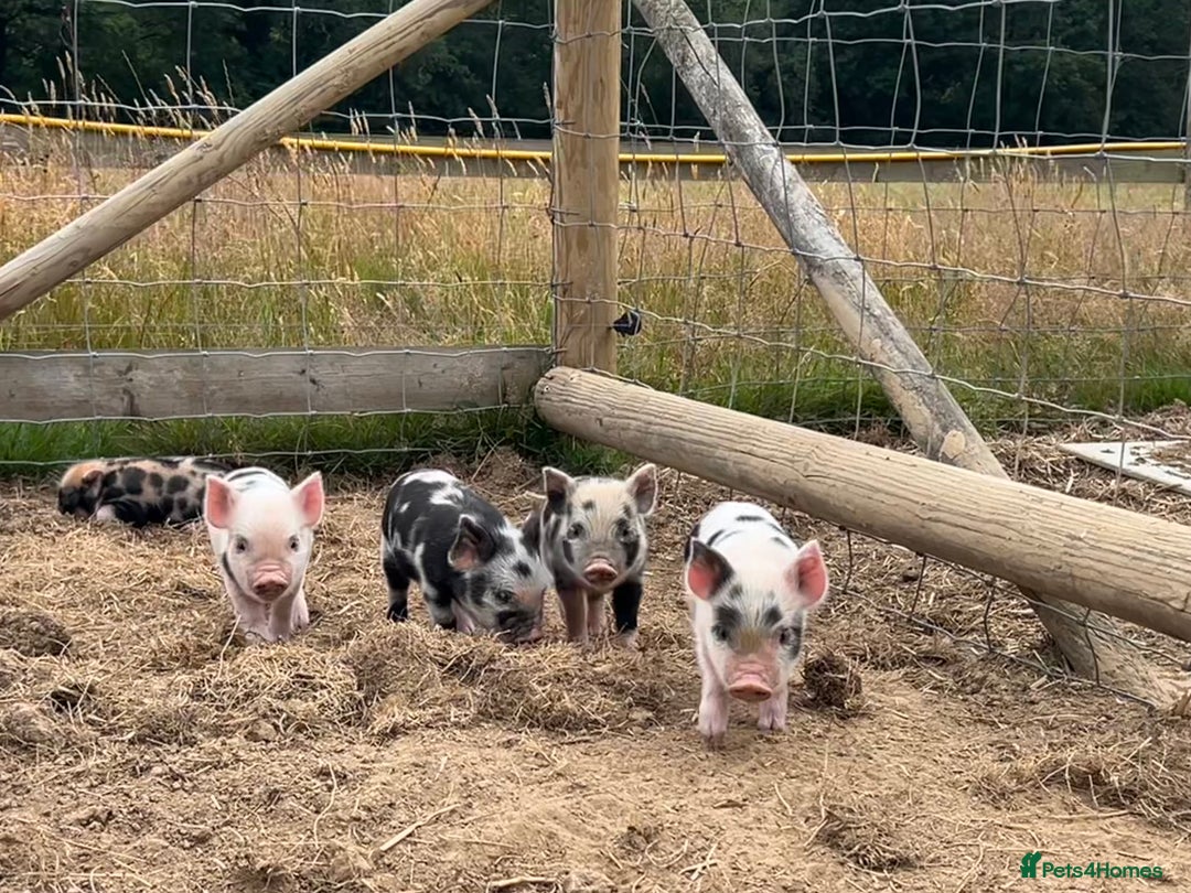Pig livestock for sale: Beautiful Micropigs! Small but chunky!  - Image 4