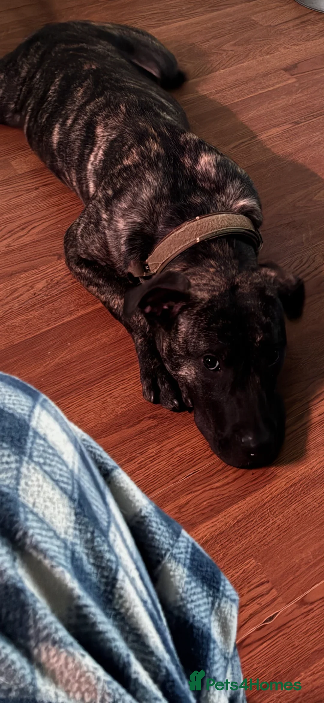 Presa Canario dogs for sale: Beautiful 10 month old girl - Advert 3