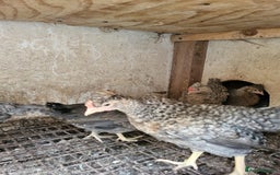 Chickens poultry for sale: Chicken for sale - Image 3