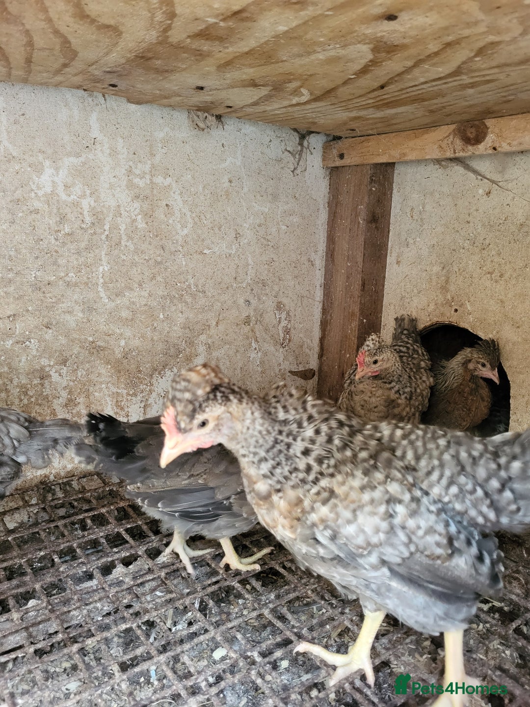 Chickens poultry for sale: Chicken for sale - Image 3