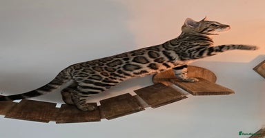 Bengal cats - Advert 11