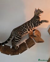 Bengal cats - Advert 14