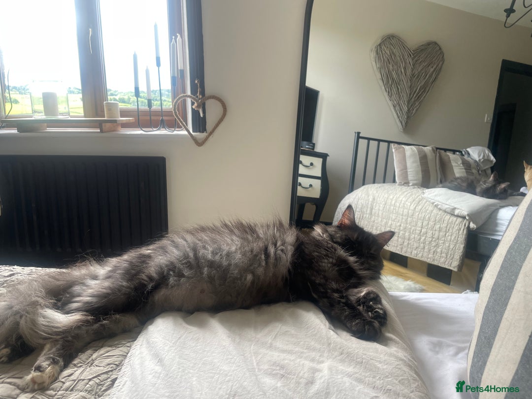 Maine Coon cats for sale: 🐾 Proven TICA  Maine Coon Queen – Black Smoke 🐾 - Image 5