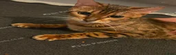 Mixed Breed cats for sale: Beautiful Bengal mix kitten 1 years tower hamlets  in London - Advert 4