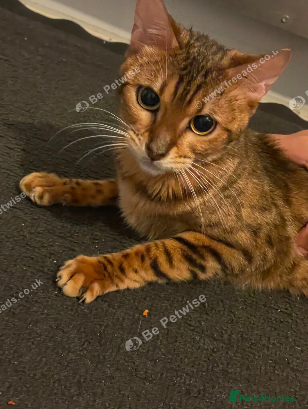 Mixed Breed cats for sale: Beautiful Bengal mix kitten 1 years tower hamlets  in London - Advert 4