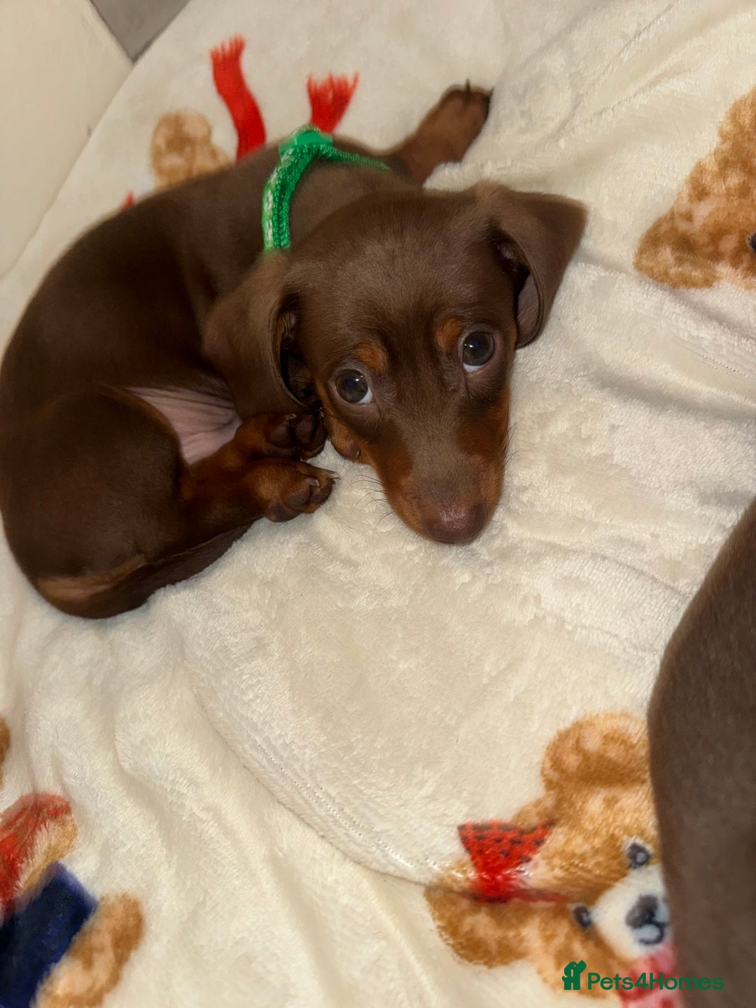 Miniature Dachshund dogs for sale: Miniature dachshund - Image 3
