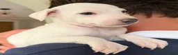 Italian Greyhound dogs for sale: 🐾Stunning cream kc registered iggys🐾 - Advert 23