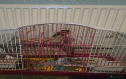 Budgerigars birds for sale: Mixed birds - Advert 3