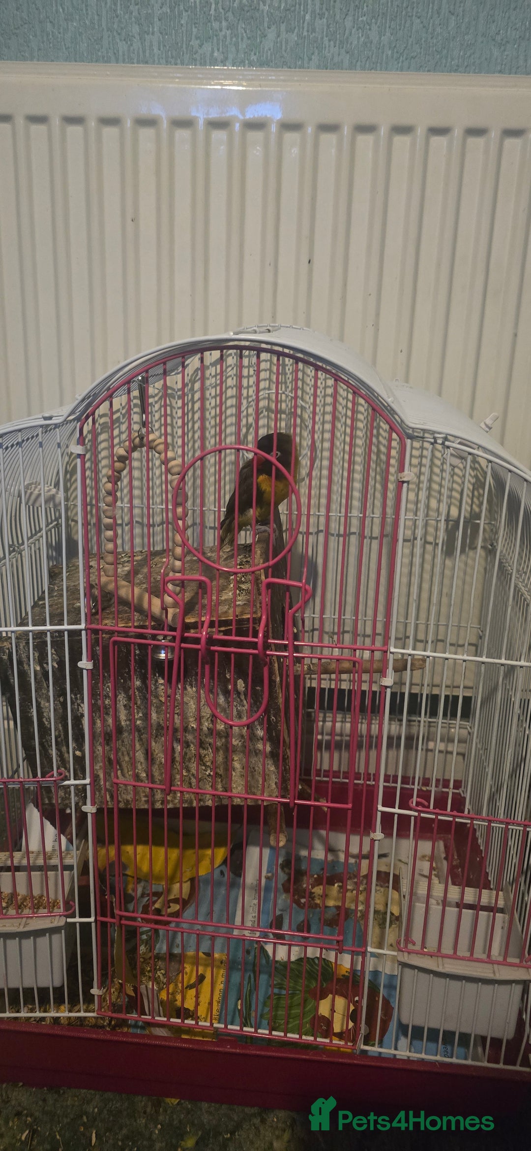 Budgerigars birds for sale: Mixed birds - Advert 3