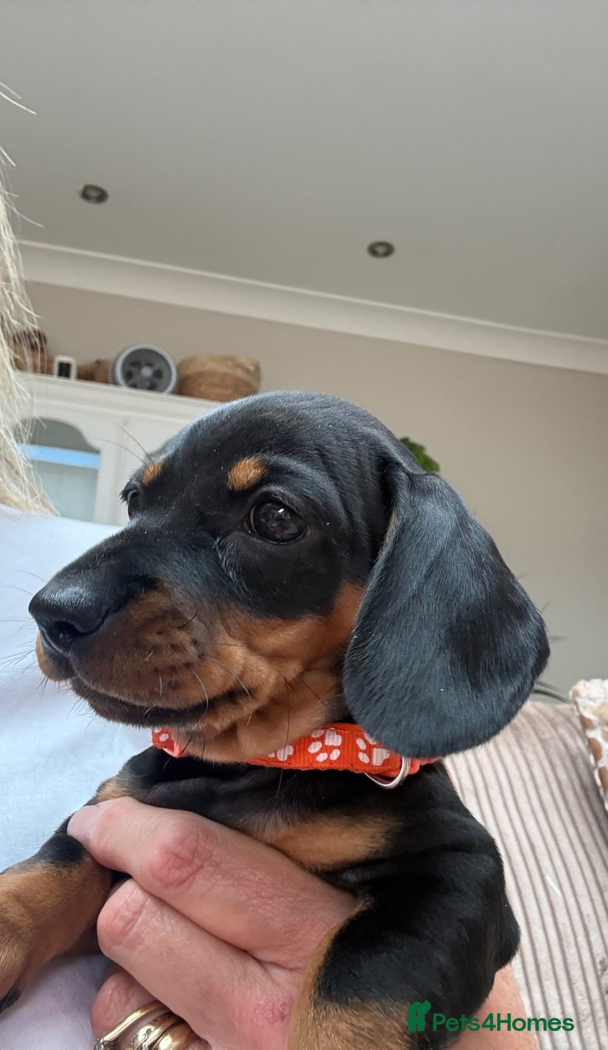 Dachshund dogs Standard Dachshund Puppies - Advert 1