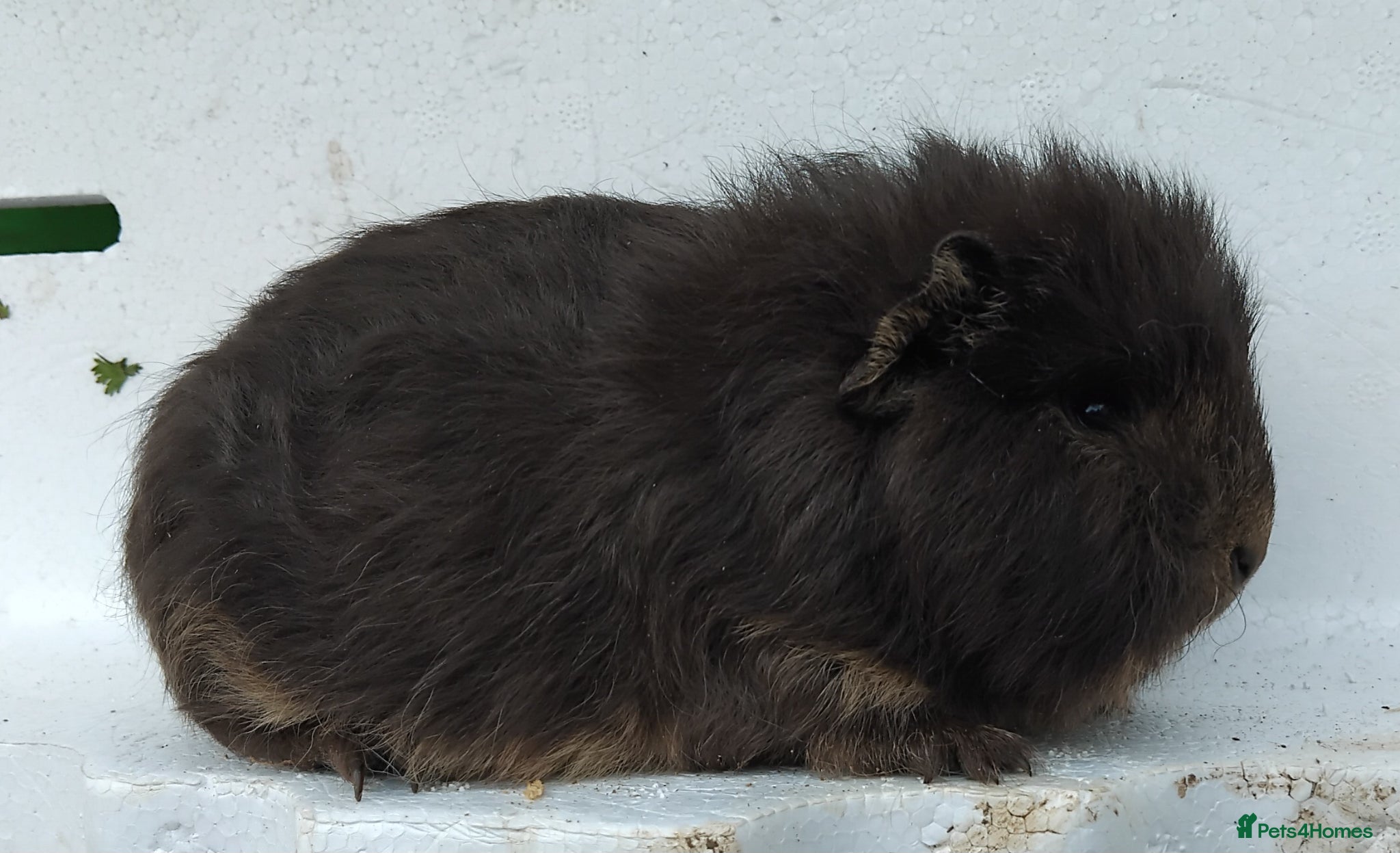 Guinea Pig rodents Swiss Sows and Smooth Self Chocolate Sows - Advert 14