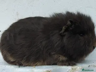 Guinea Pig rodents Swiss Sows and Smooth Self Chocolate Sows - Advert 14