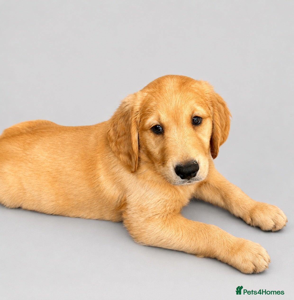 Golden Retriever dogs Golden retriever puppies💙 - Advert 1