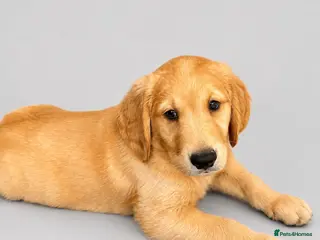 Golden Retriever dogs Golden retriever puppies💙 - Advert 1